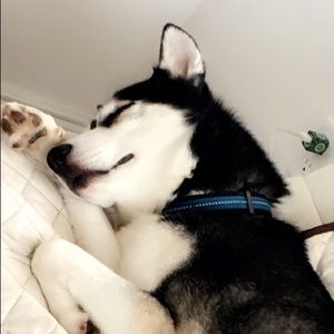 Meet your Posher, Sofia